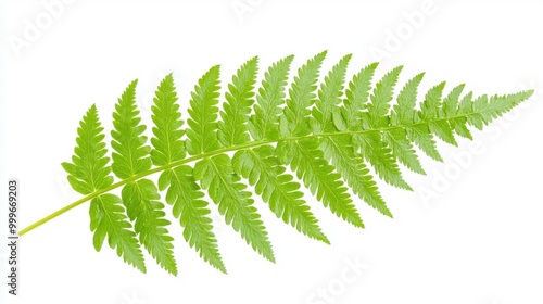 A high-resolution image of a green fern leaf, isolated on a whitebackground.