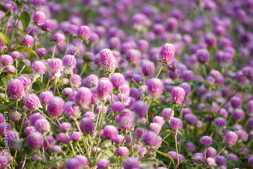 Pink globe amaranth flowers (Gomphrena) growing in a garden. The image is taken in natural daylight, highlighting the soft pink tones of the flowers.