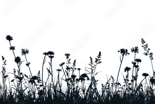 Silhouette wildflowers against white background