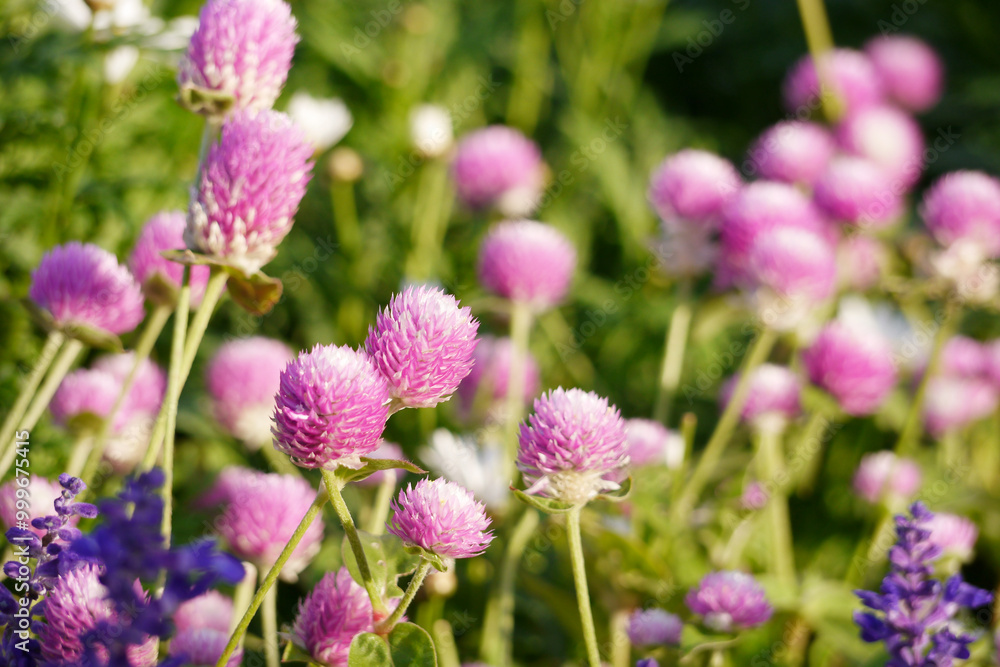 Pink globe amaranth flowers (Gomphrena) growing in a garden. The image is taken in natural daylight, highlighting the soft pink tones of the flowers. Pink globe amaranth flowers (Gomphrena) growing in a garden. The image is taken in natural daylight, highlighting the soft pink tones of the flowers.