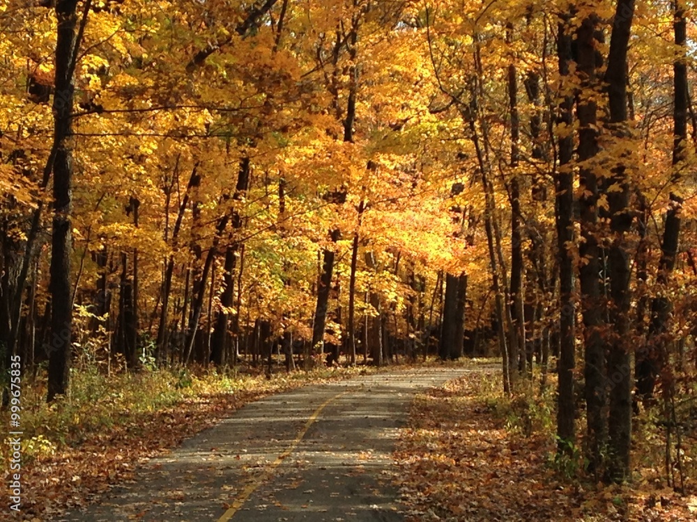 Fototapeta premium autumn in the forest