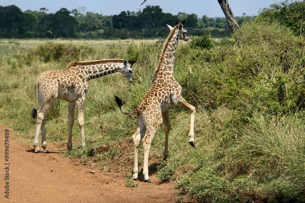 Obraz premium Giraffen im Masai Mara Nationalpark - Kenia 