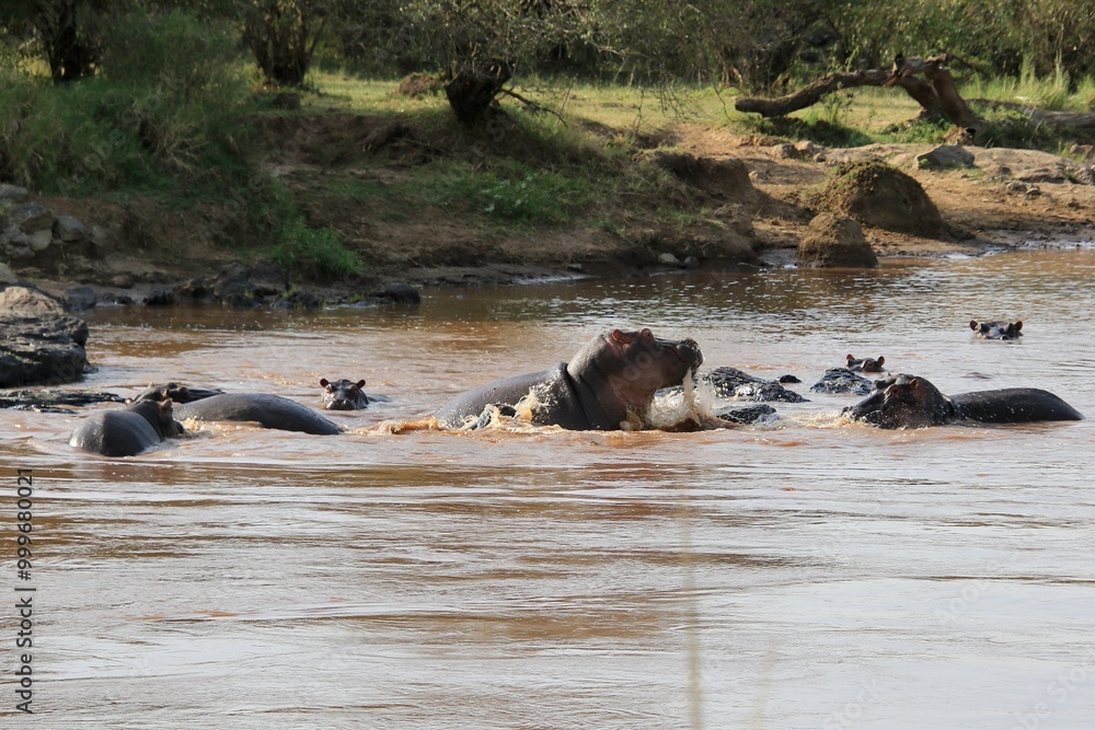 Fototapeta premium Flusspferde im Masai Mara River, Kenia