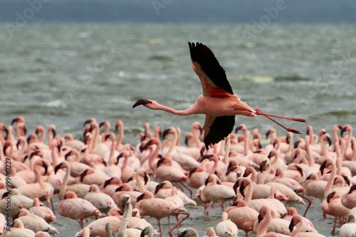 Flamingos am Lake Elmentaita, Kenia  photo