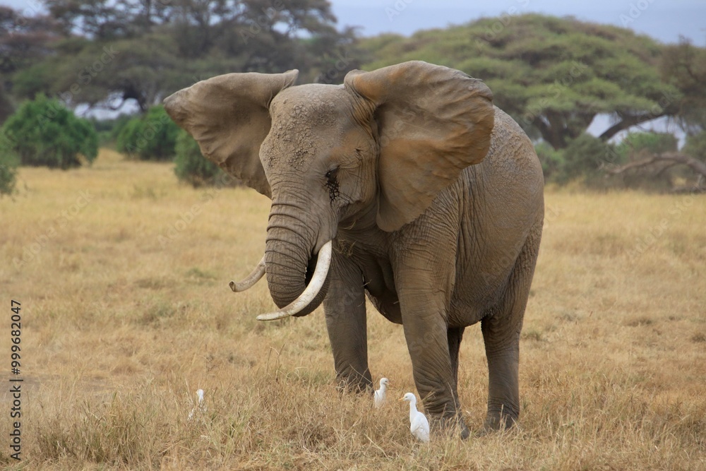 Obraz premium Elefanten