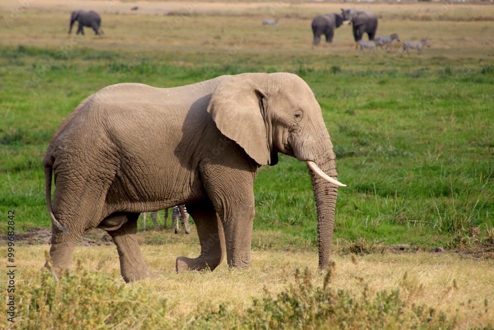 Obraz premium Elefanten