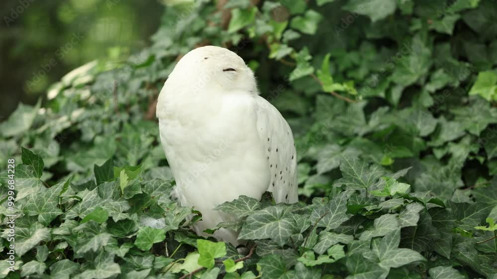 Snowy owl, Bubo scandiacus, sits peacefully among ivy-covered branches, meticulously preening its white feathers, highlighting its natural grace and beauty. Wildlife and nature Snowy owl, Bubo scandiacus, sits peacefully among ivy-covered branches, meticulously preening its white feathers, highlighting its natural grace and beauty. Wildlife and nature