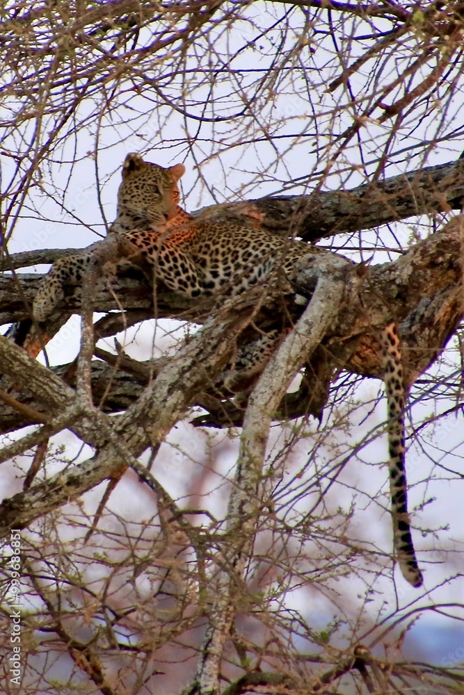 Obraz premium Leopard