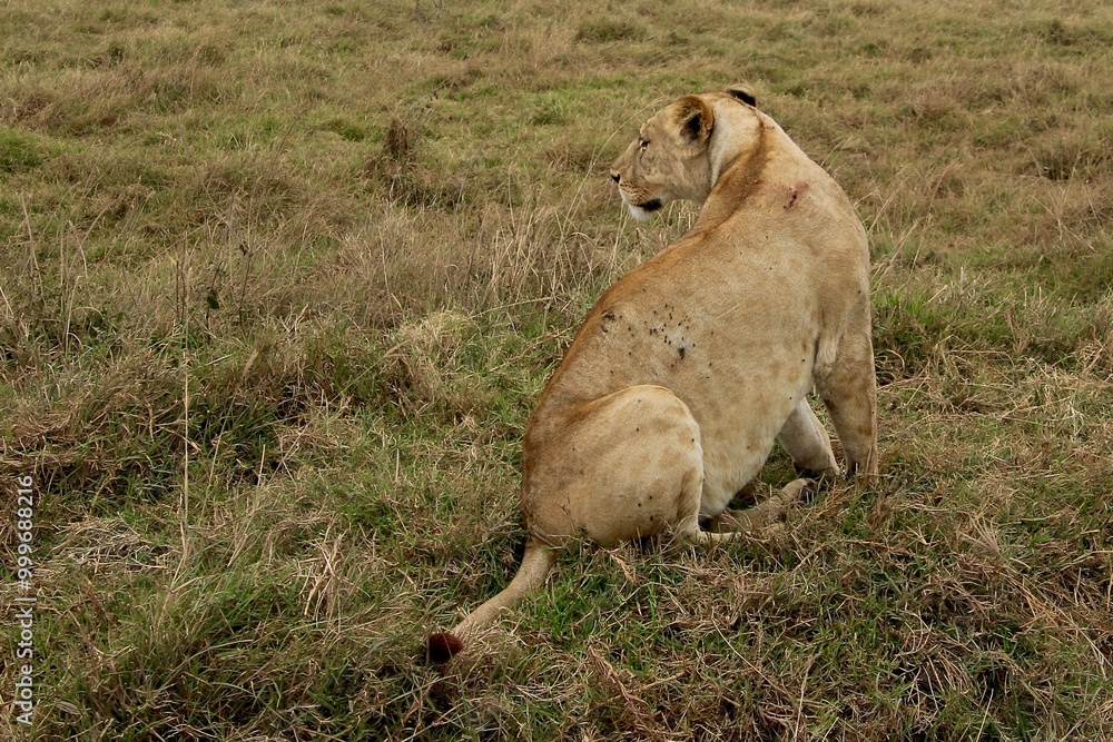 Fototapeta premium Löwen im Ngongoro Nationalreservat
