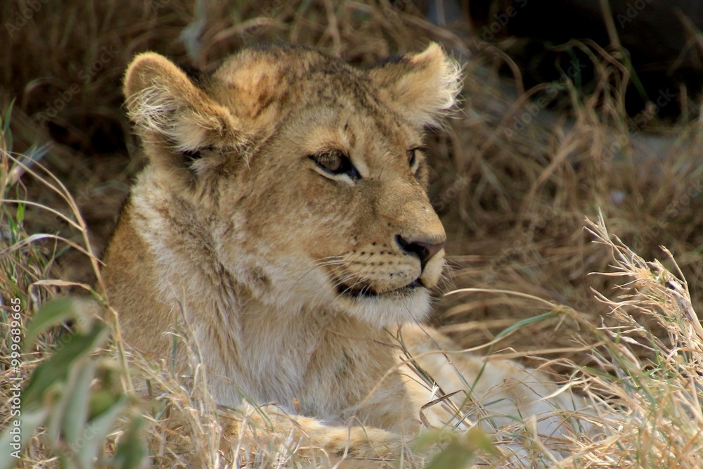 Obraz premium Löwen