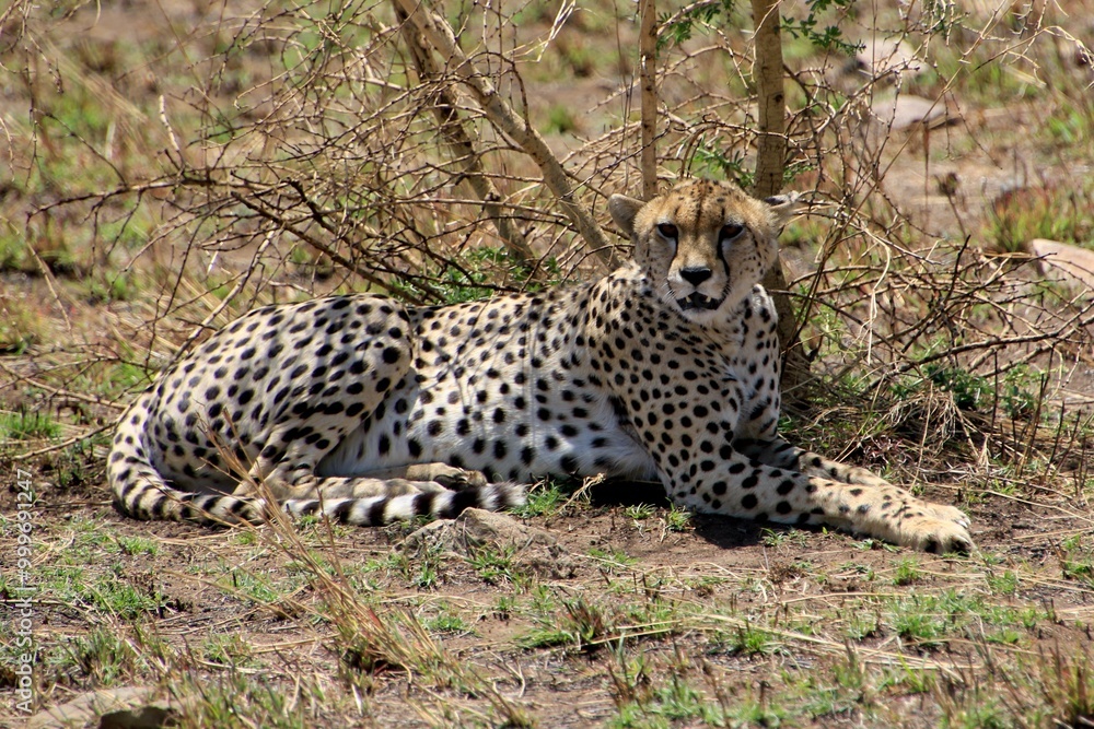Gepard auf der Lauer 