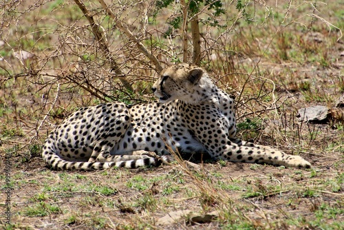 Gepard auf der Lauer 