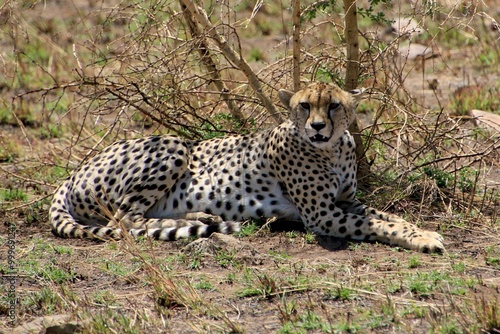 Gepard auf der Lauer 