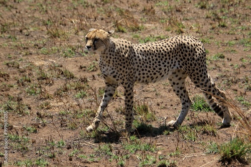 Gepard auf der Lauer zum jagen