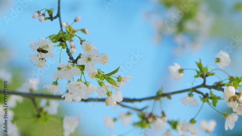 Wild Cherry Or Prunus Avium Blossoms With Bees Working. Branch Of Sweet Cherry With Flowers. Close up. photo