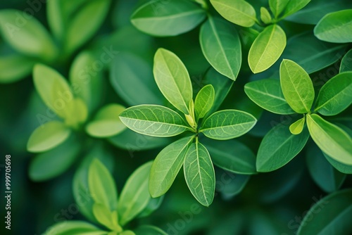 Blurred green ixora leaves background - generative ai