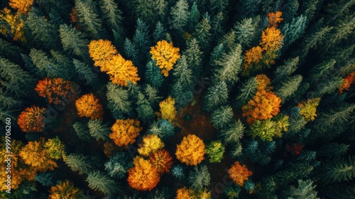 Aerial View of Autumn Forest