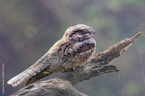 Grey Nightjar (Caprimulgus indicus) roosting on a branch, Bharatpur, Dehli, India.