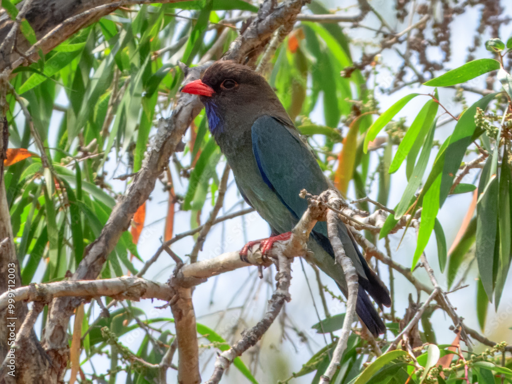 Dollarbird - Eurystomus orientalis in Australia Dollarbird - Eurystomus orientalis in Australia