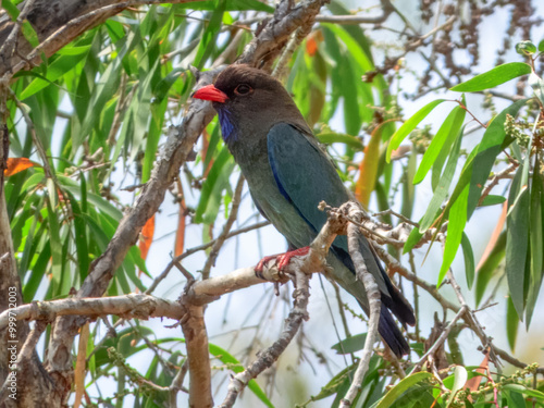 Dollarbird - Eurystomus orientalis in Australia photo