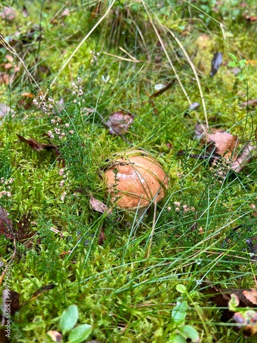 Steinpilz im Wald