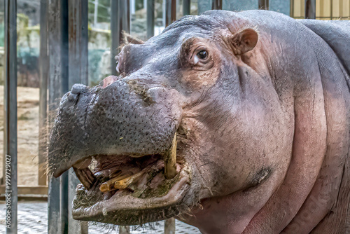 close-up of a hippo with mouth open photo