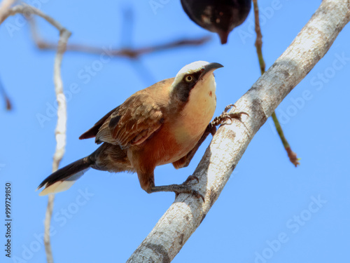 Grey-crowned Babbler - Pomatostomus temporalis in Australia photo