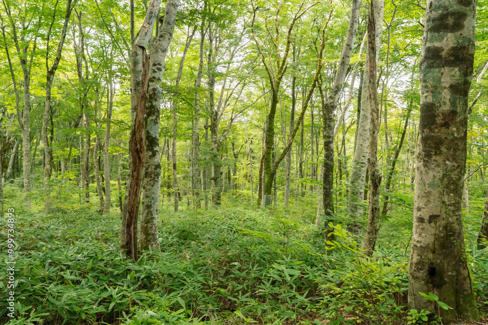 Obraz premium 白樺の林道