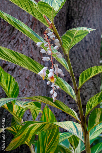 A vertical image of the flowers and striped leaves of the variegated shell ginger, Alpinia zerumbet Variegata, a tropical ornamental plant native to East Asia. The background is blurred tree bark.