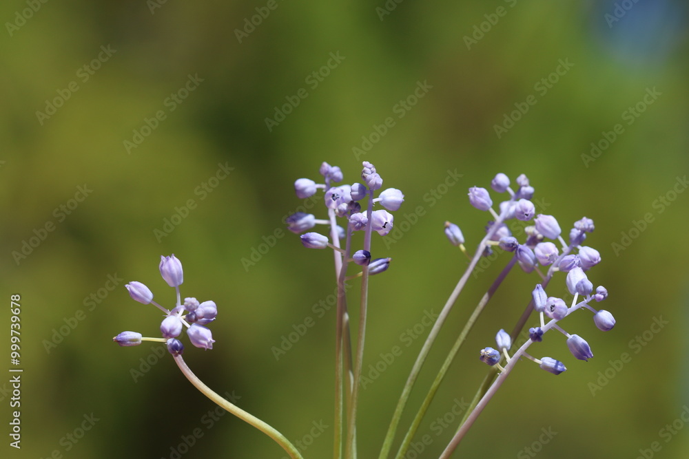 Obraz premium muscari parviflorum flowers in september