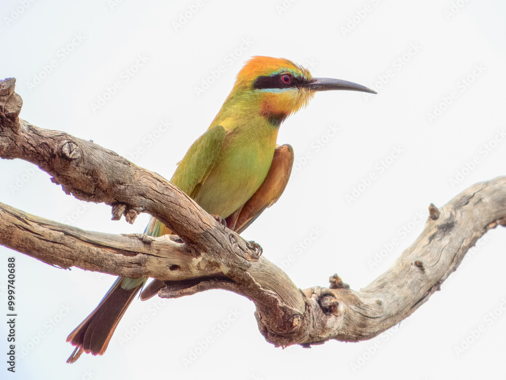 Fototapeta premium Rainbow Bee-eater - Merops ornatus in Australia