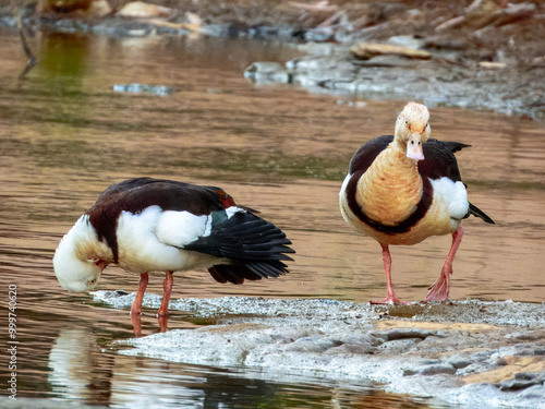 Radjah Shelduck - Radjah radjah in Australia photo