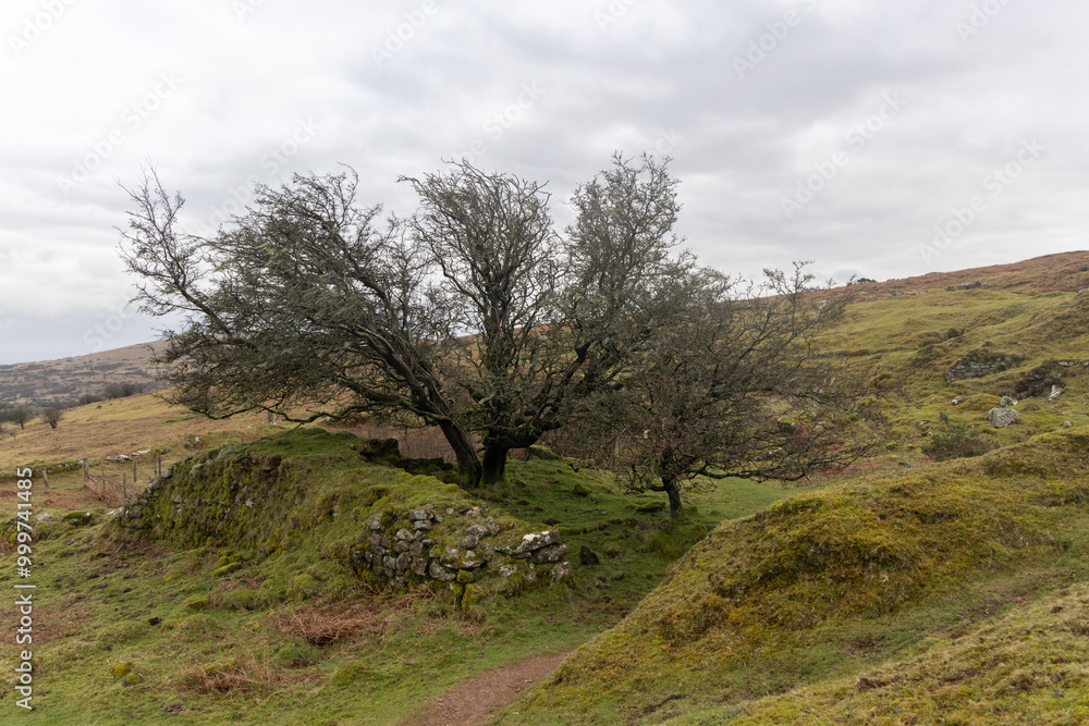 Trees surrounded by an old stone hedge on Bodmin Moor
Trees surrounded by an old stone hedge on Bodmin Moor