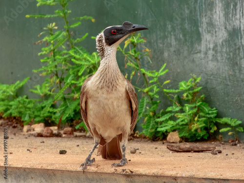 Silver-crowned Friarbird - Philemon argenticeps in Australia photo