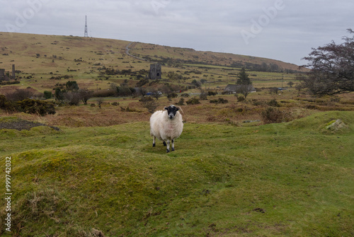 A loan sheep Grey cloudy day on Bodmin Moor England.  Wheal Jenkin mine sits in the background
