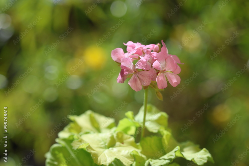 Pink Pelargonium_zonale flower also known as geranium Pink Pelargonium_zonale flower also known as geranium