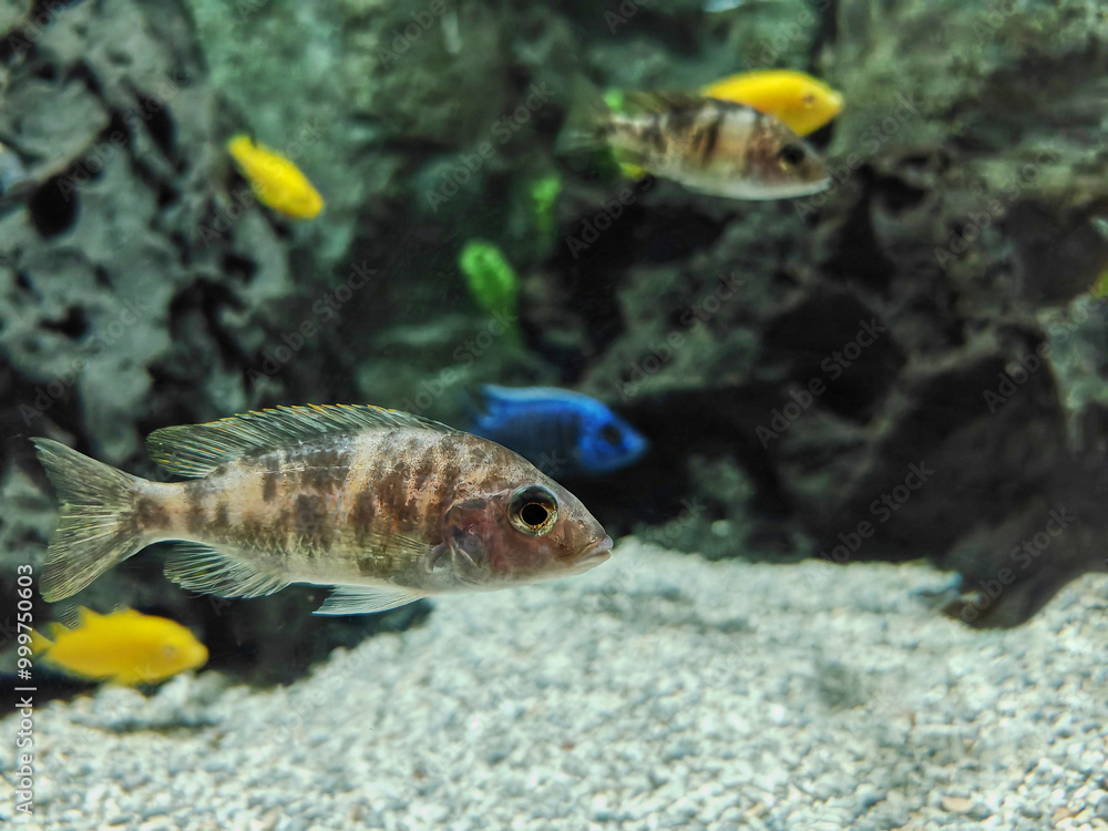 Nimbochromis venustus, venustus hap or giraffe hap fish photographed in aquarium in Lanzarote Nimbochromis venustus, venustus hap or giraffe hap fish photographed in aquarium in Lanzarote