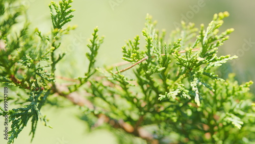 Thuja Is An Evergreen Coniferous Tree. Green Bush Swaying Wind At Decorative Garden. Close up.