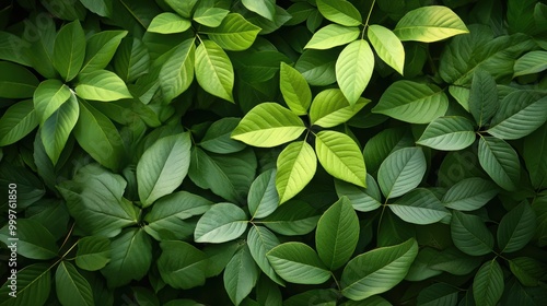 Lush Green Leaf Background with High Contrast