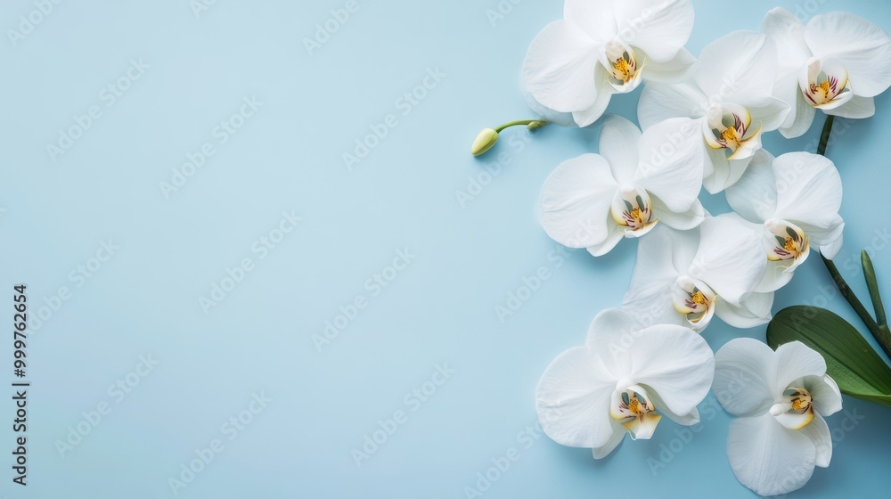 Delicate White Orchids on Blue Background Delicate White Orchids on Blue Background