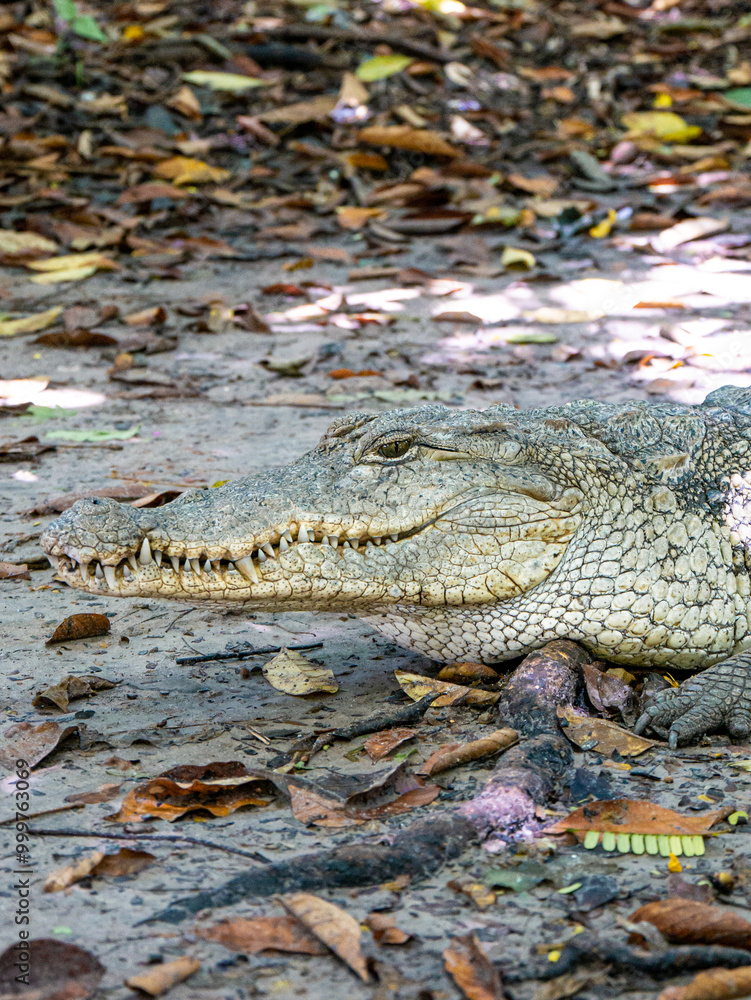 Crocodile at Kachikally Crocodile Pool in Bakau, Gambia - Portrait Shot Crocodile at Kachikally Crocodile Pool in Bakau, Gambia - Portrait Shot