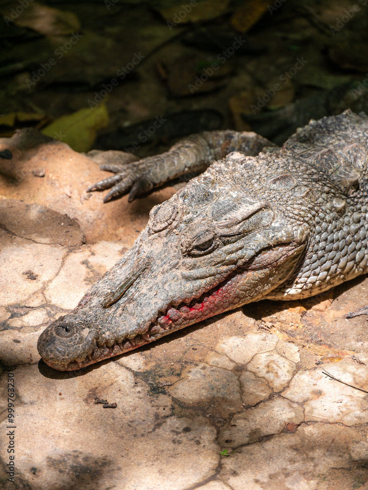 Crocodile with bloody mouth at Kachikally Crocodile Pool in Bakau, Gambia Crocodile with bloody mouth at Kachikally Crocodile Pool in Bakau, Gambia