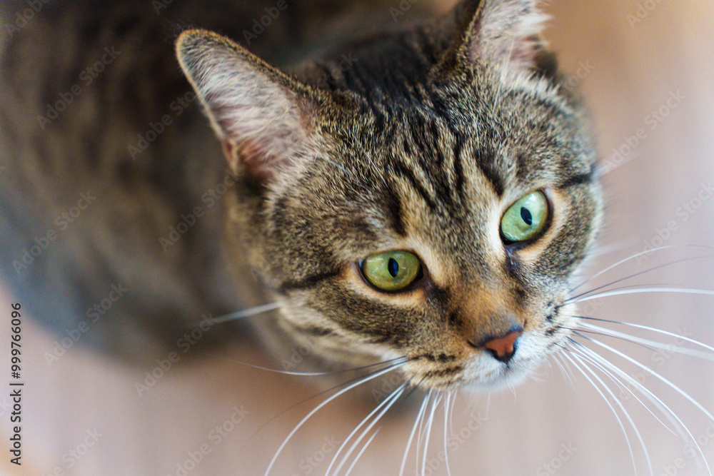 expressive green eyes of domestic tabby cat expressive green eyes of domestic tabby cat