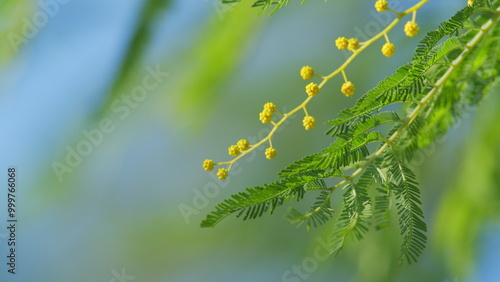 Yellow Mimosa Tree Flowers Or Acacia Dealbata. Yellow Flowers In Spring Sunny Light. Spring Is Coming. Still. photo