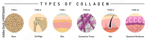 Collagen types infographic. Collagens for bone, cartilage, hair.