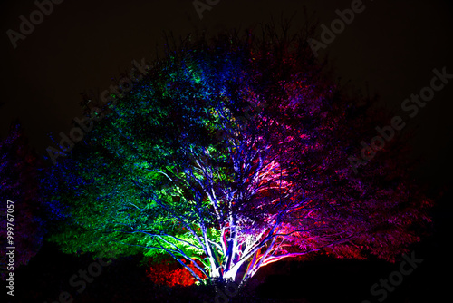 A tree in the dark colorfully illuminated being the whole focus of the picture. The left side of the tree is illuminated in green, the right side in pink, the middle in blue, the background is black