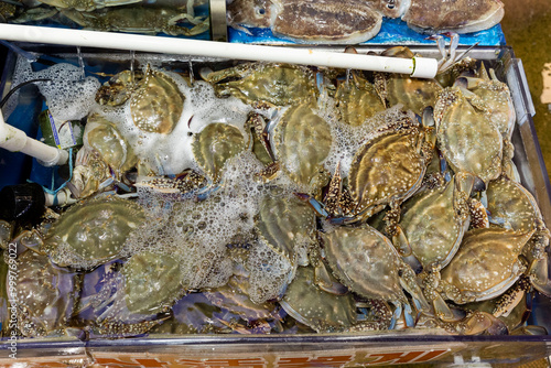 Korean seafood ingredients fresh blue crab photo