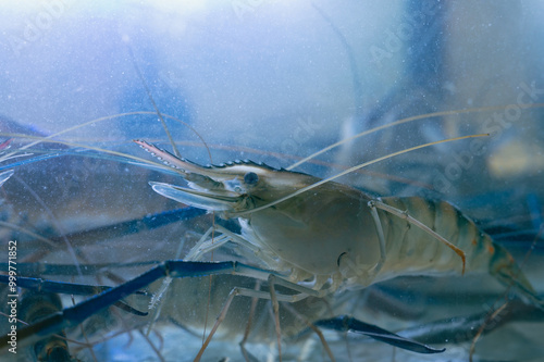 Obraz na płótnie Fresh River shrimp or river prawn, giant river shrimp in tank. w salonie