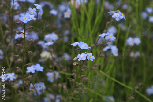 forget-me-not close-up photo