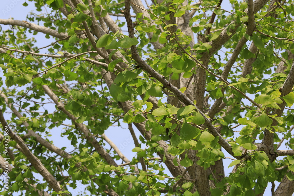 ginkgo tree ginkgo tree